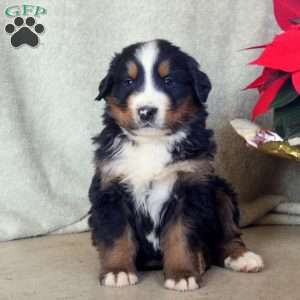 Devan, Bernese Mountain Dog Puppy