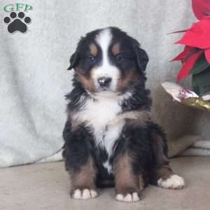 Devan, Bernese Mountain Dog Puppy