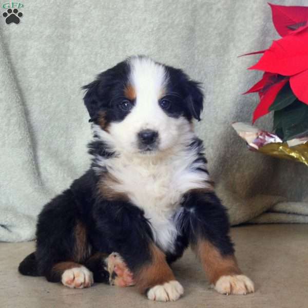 Dexter, Bernese Mountain Dog Puppy