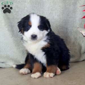 Dexter, Bernese Mountain Dog Puppy