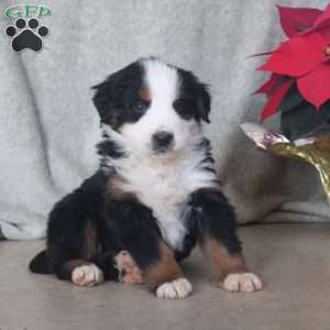 Dexter, Bernese Mountain Dog Puppy