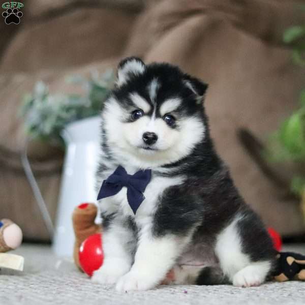 Diamond, Pomsky Puppy