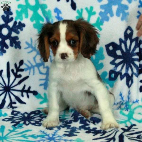Diamond, Cavalier King Charles Spaniel Puppy