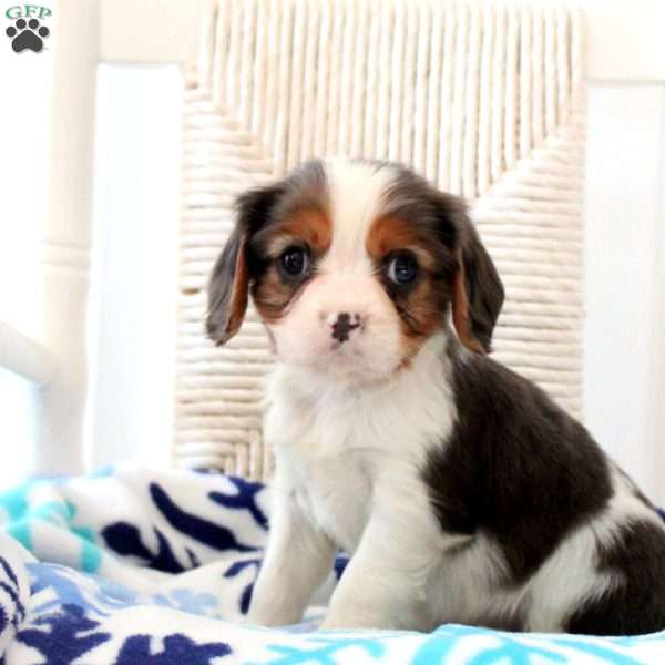 Diamond, Cavalier King Charles Spaniel Puppy