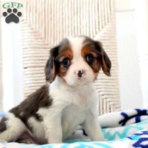 Diamond, Cavalier King Charles Spaniel Puppy