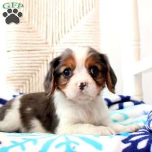 Diamond, Cavalier King Charles Spaniel Puppy