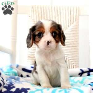 Diamond, Cavalier King Charles Spaniel Puppy