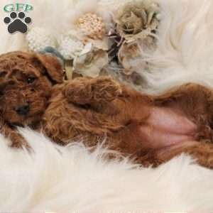 Diamond, Toy Poodle Puppy