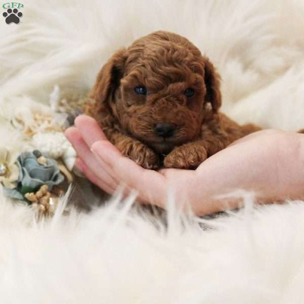 Diamond, Toy Poodle Puppy