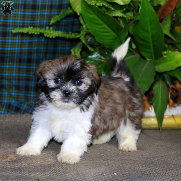 Dianthus, Teddy Bear Puppy