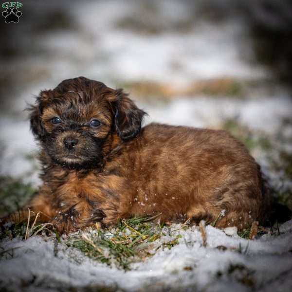 Diego, Shih-Poo Puppy