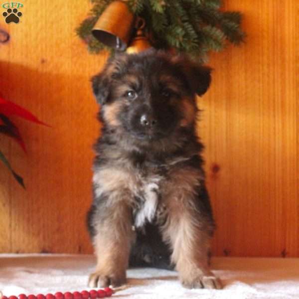 Diego, German Shepherd Puppy