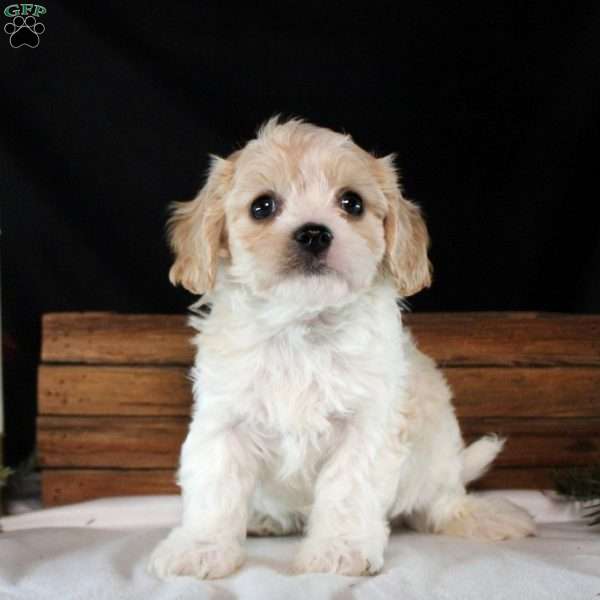 Diego, Cavachon Puppy