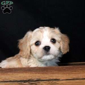 Diego, Cavachon Puppy