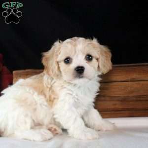 Diego, Cavachon Puppy