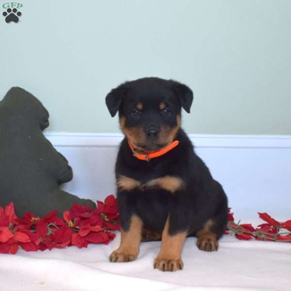 Diesel, Rottweiler Puppy