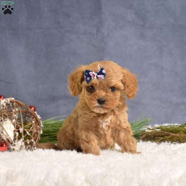 Dill, Cavapoo Puppy