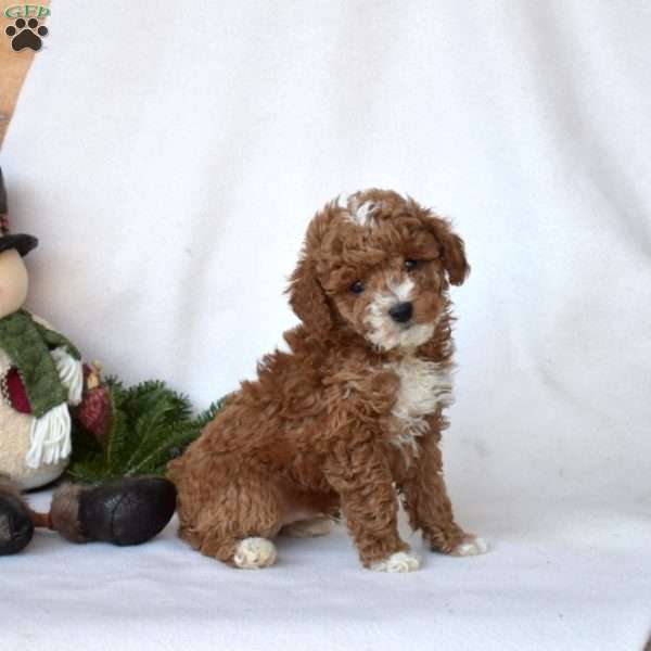 Dill, Toy Poodle Puppy