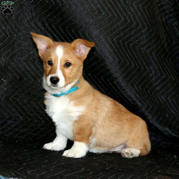 Dimples, Pembroke Welsh Corgi Puppy