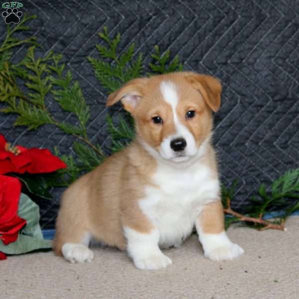 Dimples, Pembroke Welsh Corgi Puppy