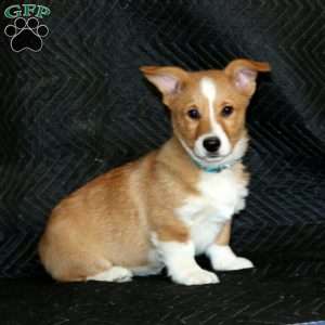 Dimples, Pembroke Welsh Corgi Puppy