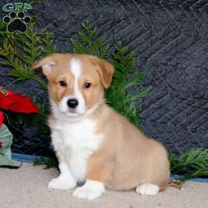 Dimples, Pembroke Welsh Corgi Puppy