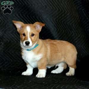 Dimples, Pembroke Welsh Corgi Puppy