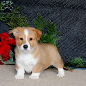 Dimples, Pembroke Welsh Corgi Puppy