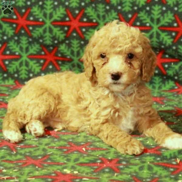 Dipper, Miniature Poodle Puppy