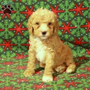 Dipper, Miniature Poodle Puppy