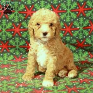 Dipper, Miniature Poodle Puppy