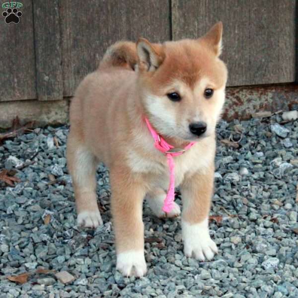 Dixie, Shiba Inu Puppy