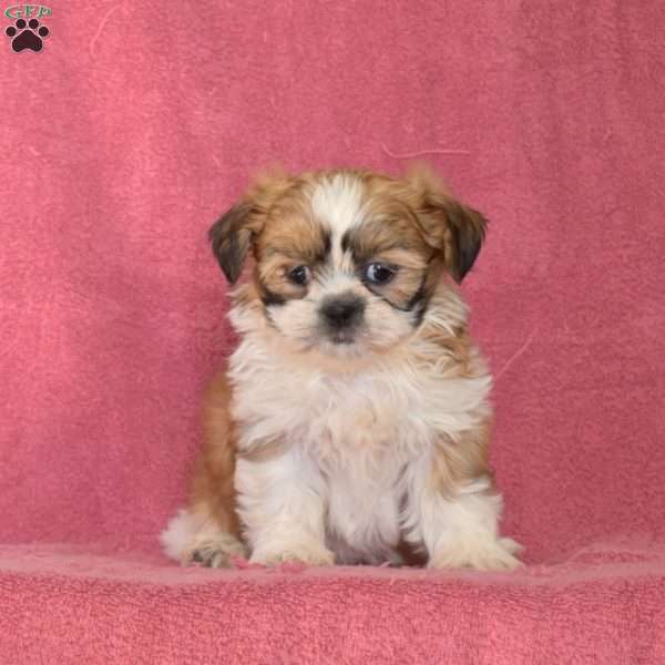 Dixie, Shih Tzu Puppy