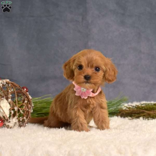 Dixie, Cavapoo Puppy