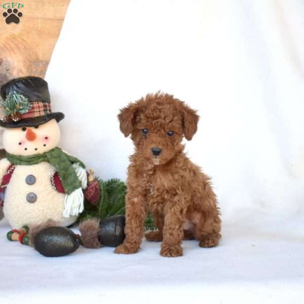 Dixie, Toy Poodle Puppy