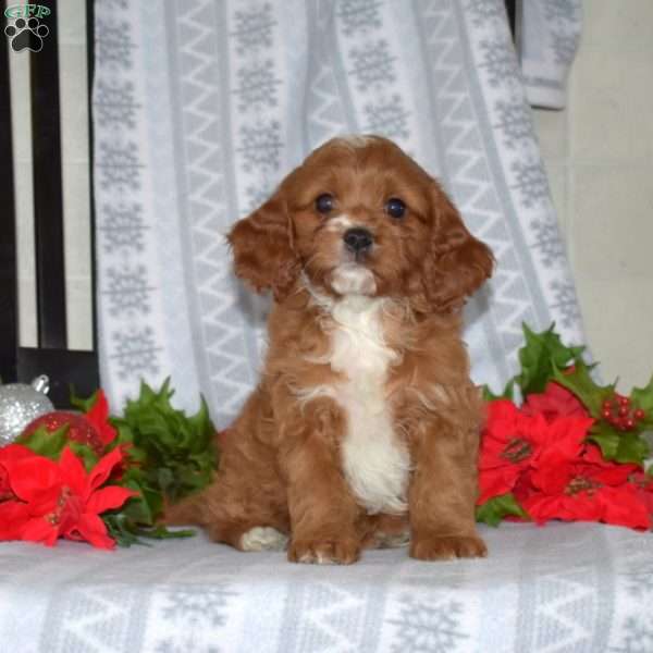 Dixie, Cavapoo Puppy