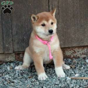 Dixie, Shiba Inu Puppy