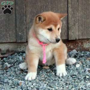 Dixie, Shiba Inu Puppy