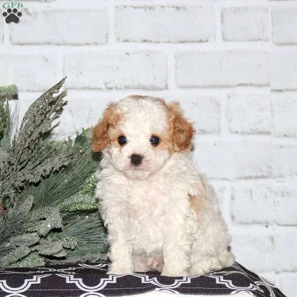 Dixon, Cavapoo Puppy