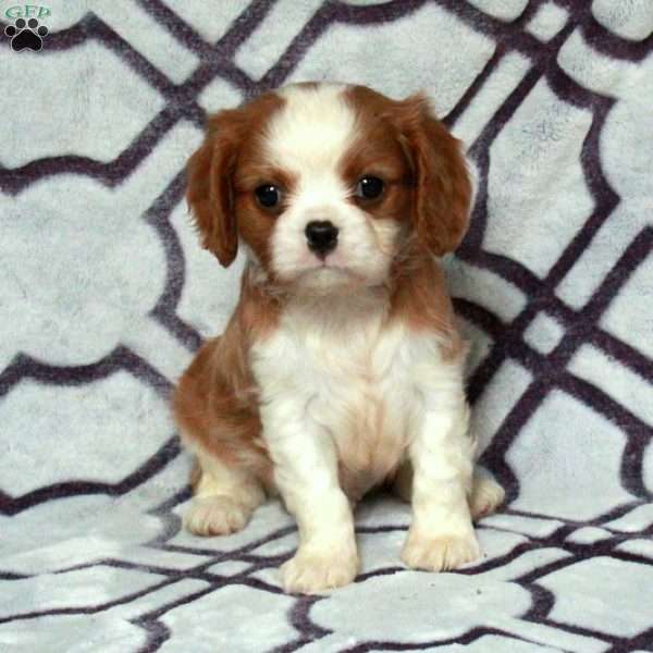 Dixon, Cavalier King Charles Spaniel Puppy