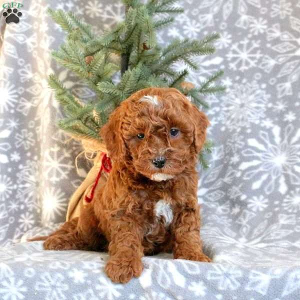 Dixon, Cavapoo Puppy