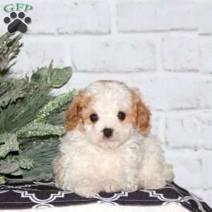 Dixon, Cavapoo Puppy