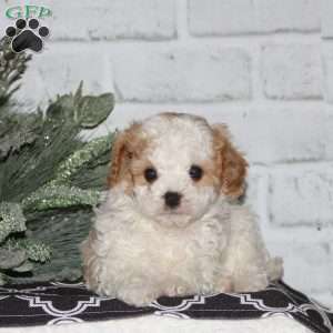 Dixon, Cavapoo Puppy