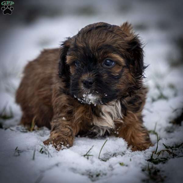 Doc, Shih-Poo Puppy