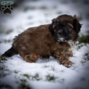 Doc, Shih-Poo Puppy