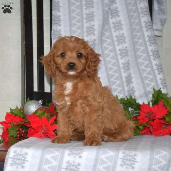 Dolly, Cavapoo Puppy