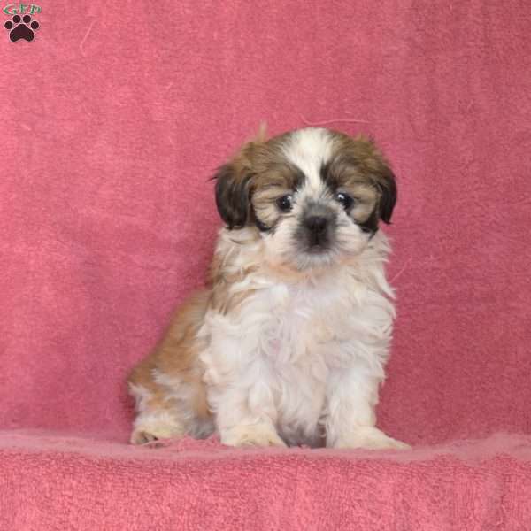 Dolly, Shih Tzu Puppy