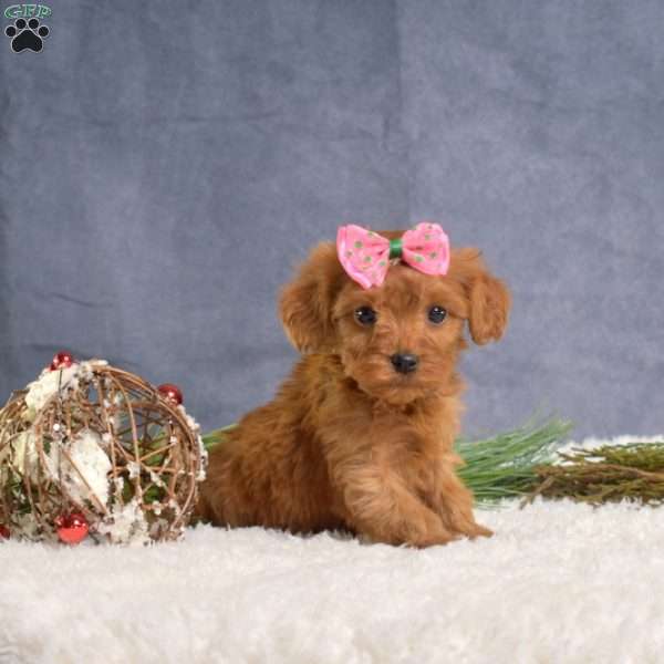 Dolly, Cavapoo Puppy