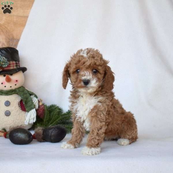 Dolly, Toy Poodle Puppy