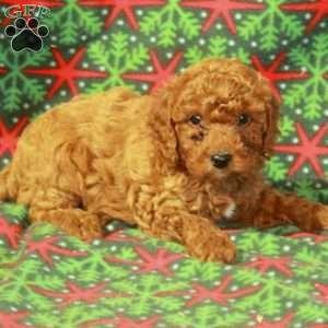 Dolly, Miniature Poodle Puppy